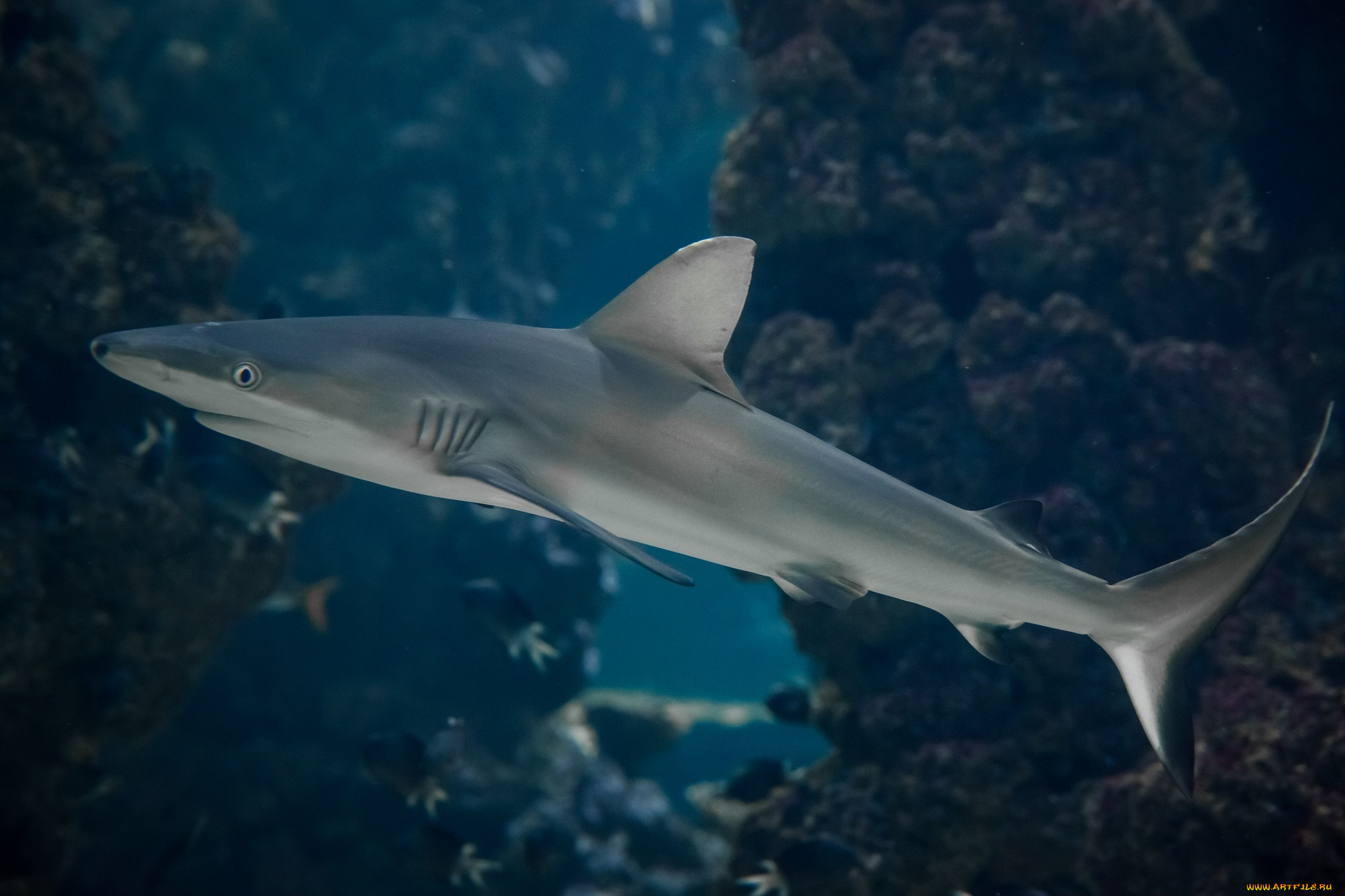 животные, акулы, хищник, плавники
