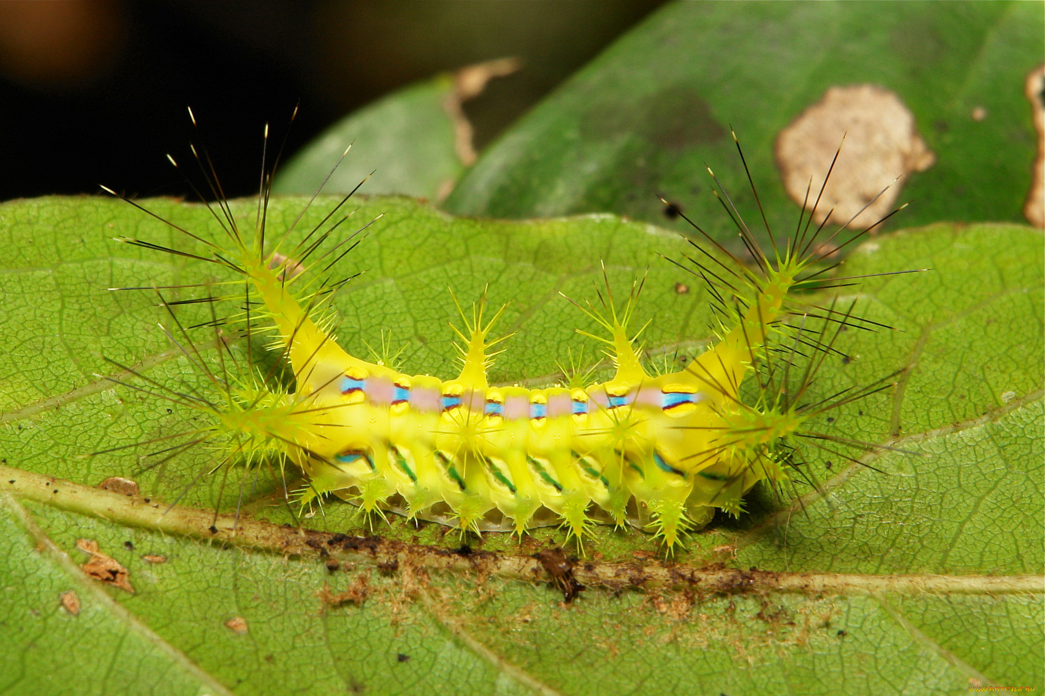 животные, гусеницы, зелёная, макро, itchydogimages, шипастая, гусеница, лист