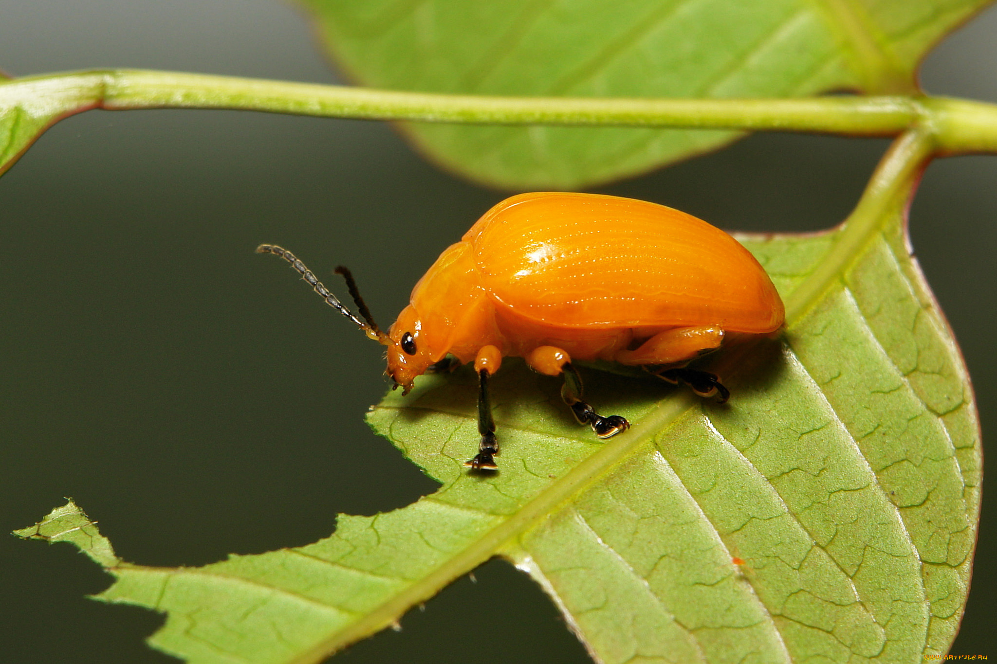 животные, насекомые, крылья, оранжевый, макро, листья, усики, жук, itchydogimages, насекомое