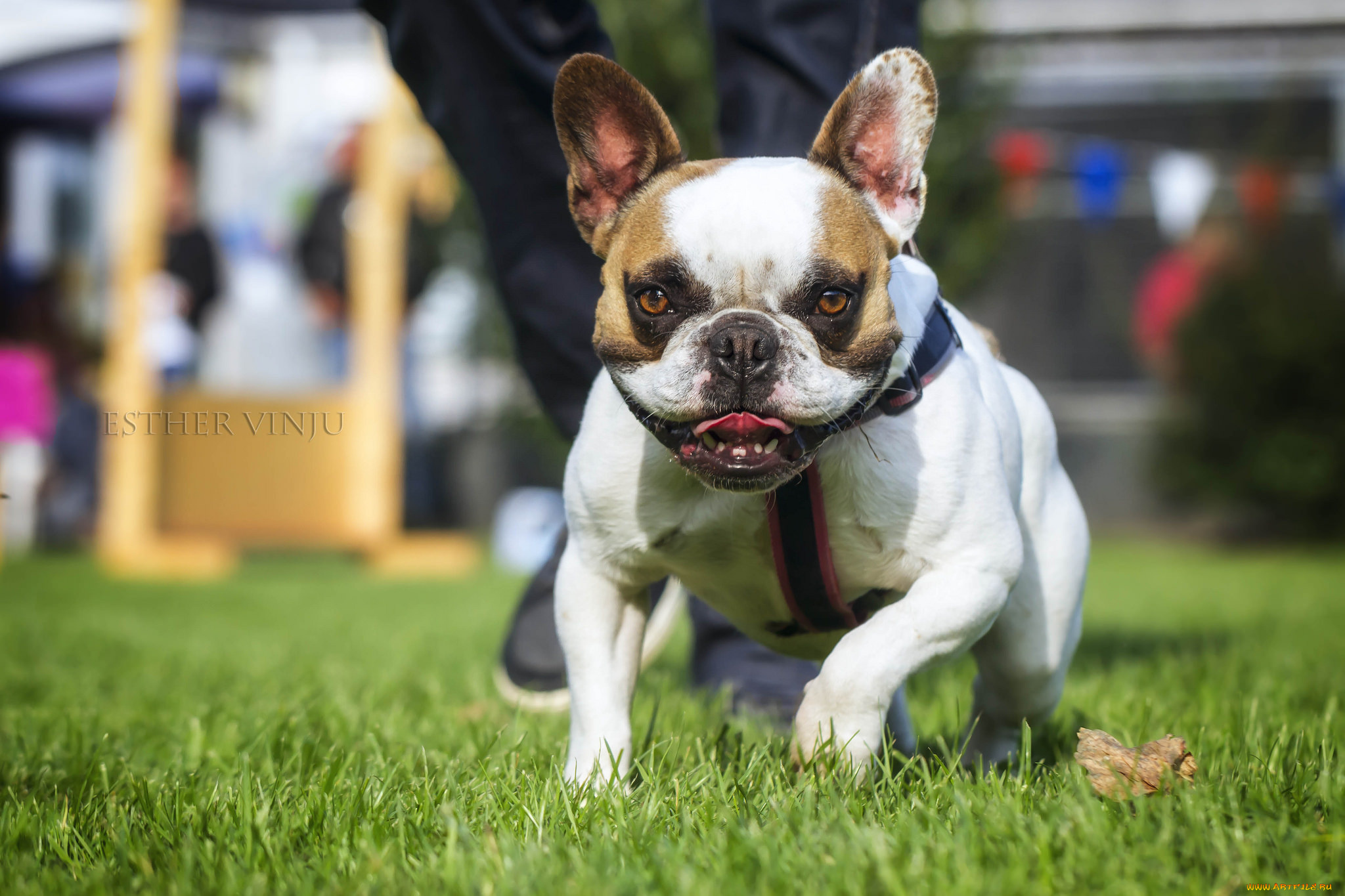 животные, собаки, радость, солнечно, бежит, трава, собака