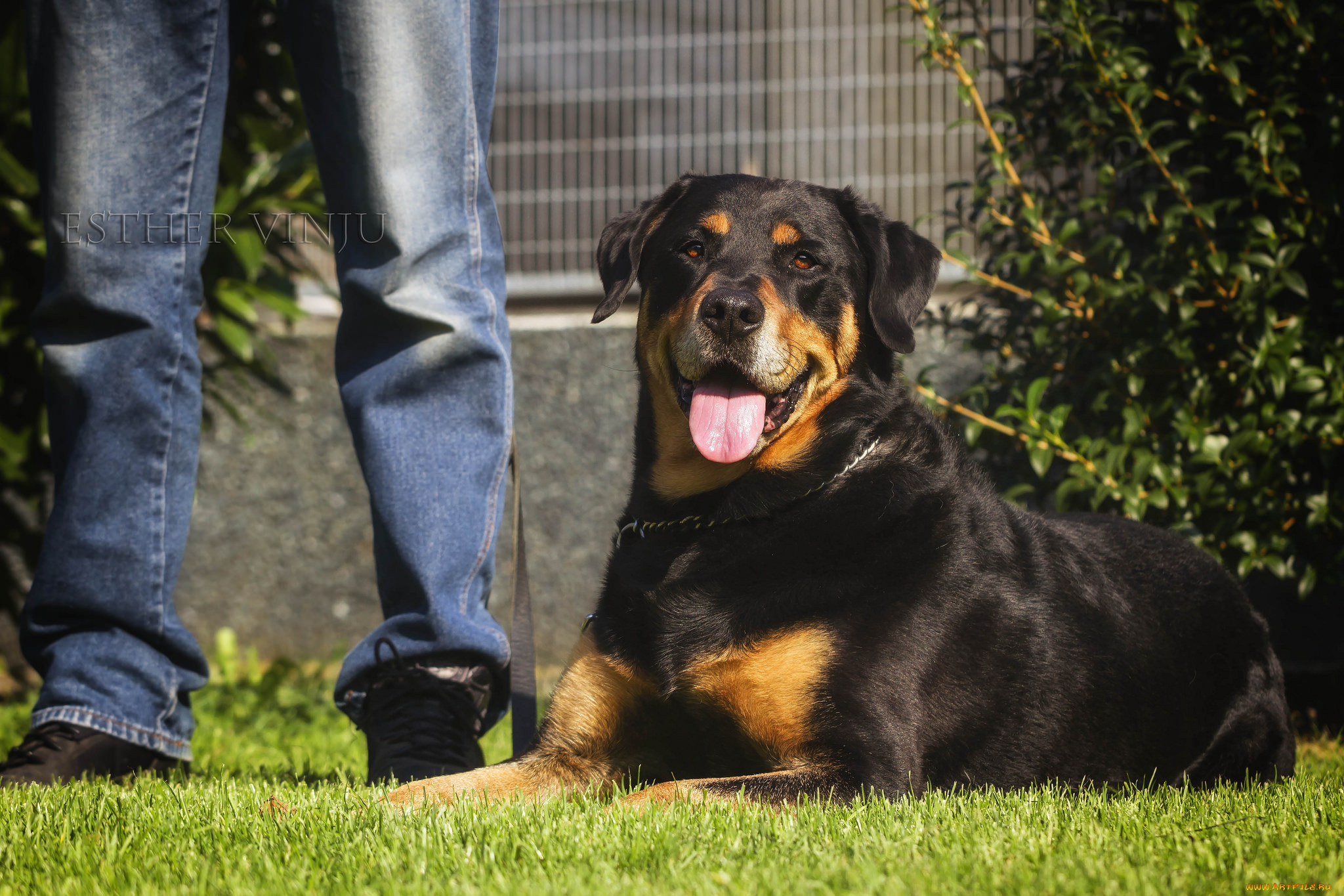 животные, собаки, язык, ноги, солнечно, радость, собака, трава