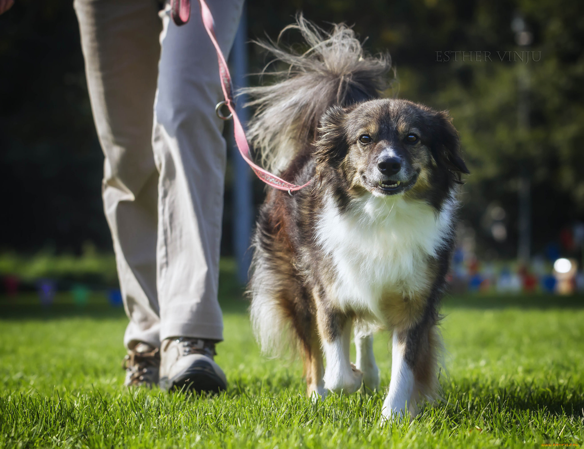 животные, собаки, трава, ноги, язык, солнечно, собака, радость