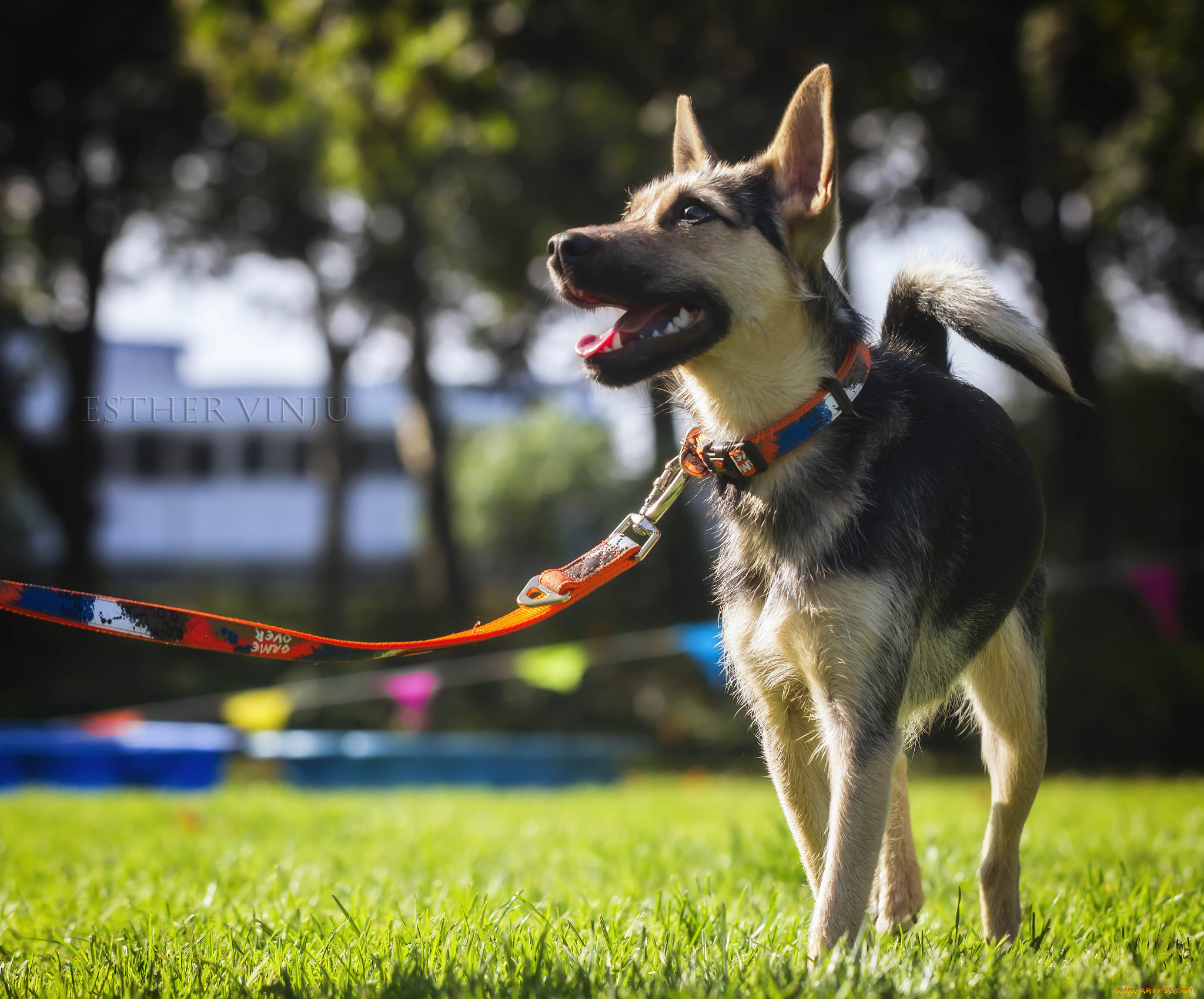 животные, собаки, солнечно, собака, трава, радость, овчарка