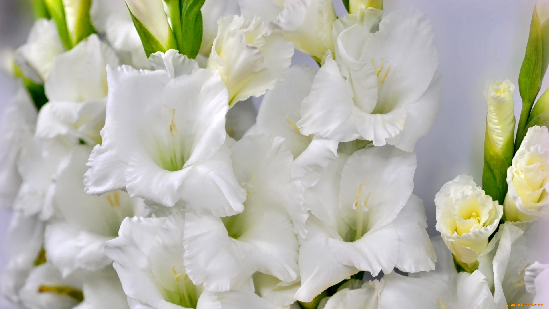 цветы, гладиолусы, гладиолус, макро, белый