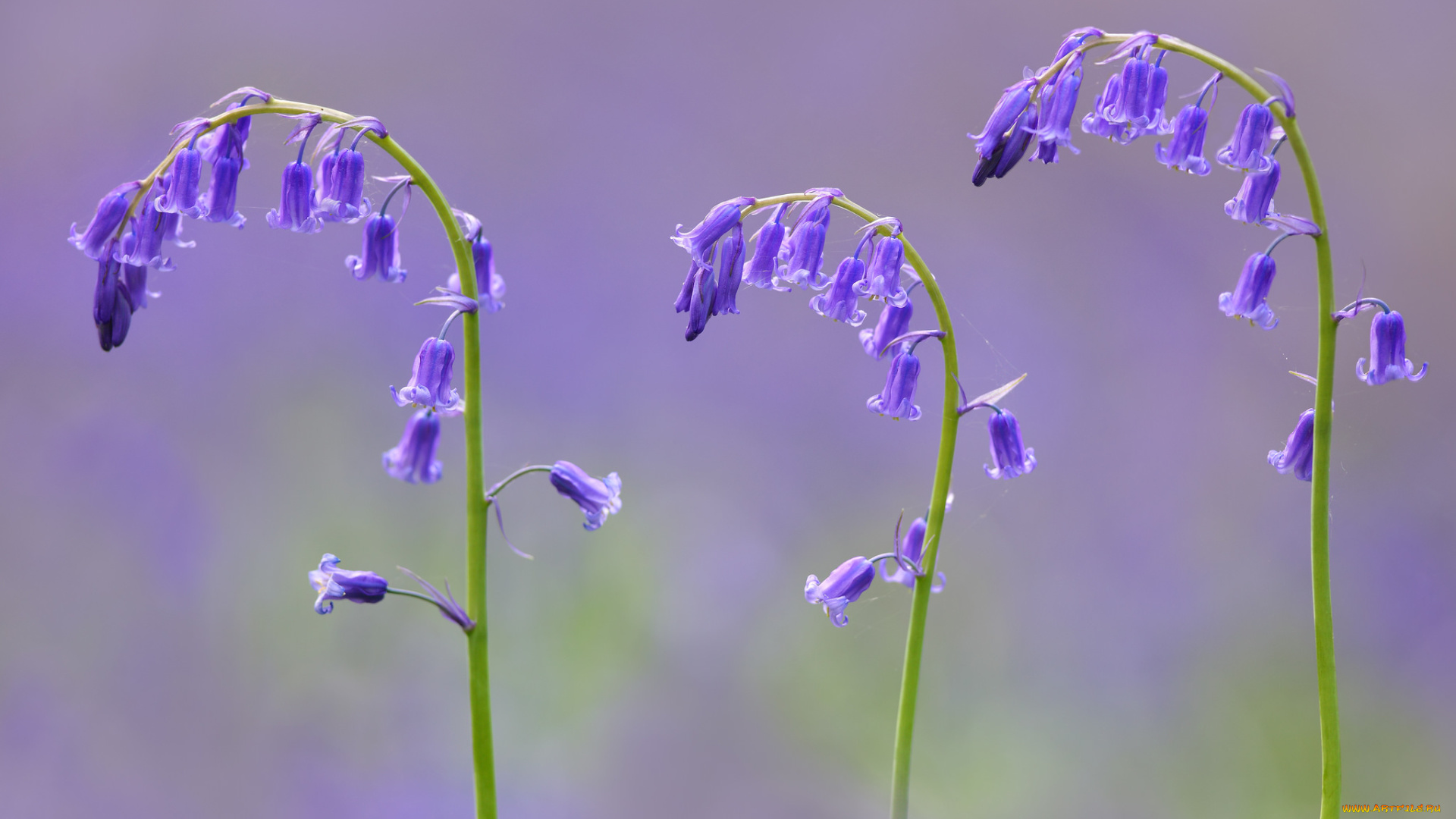 цветы, колокольчики, фон