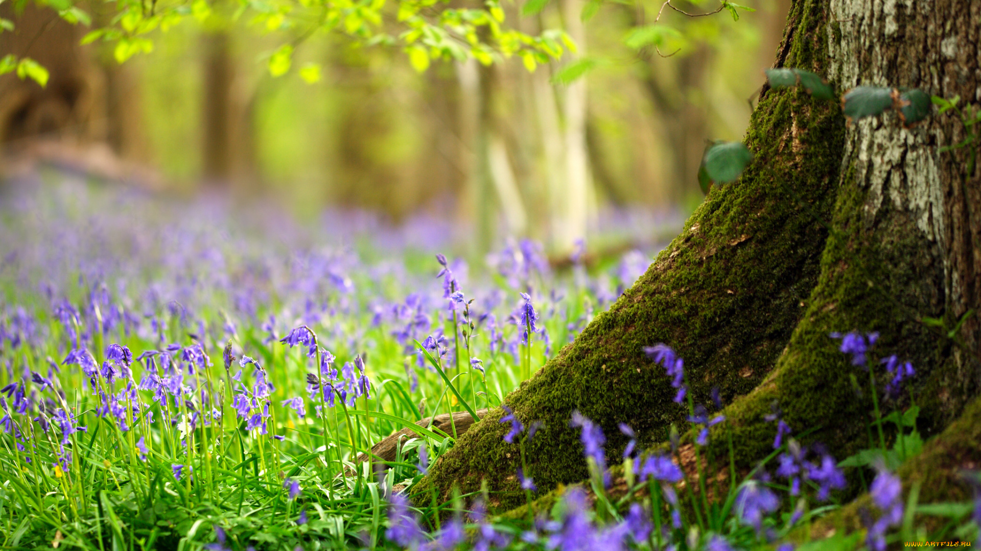 цветы, колокольчики, весна, дерево, лес