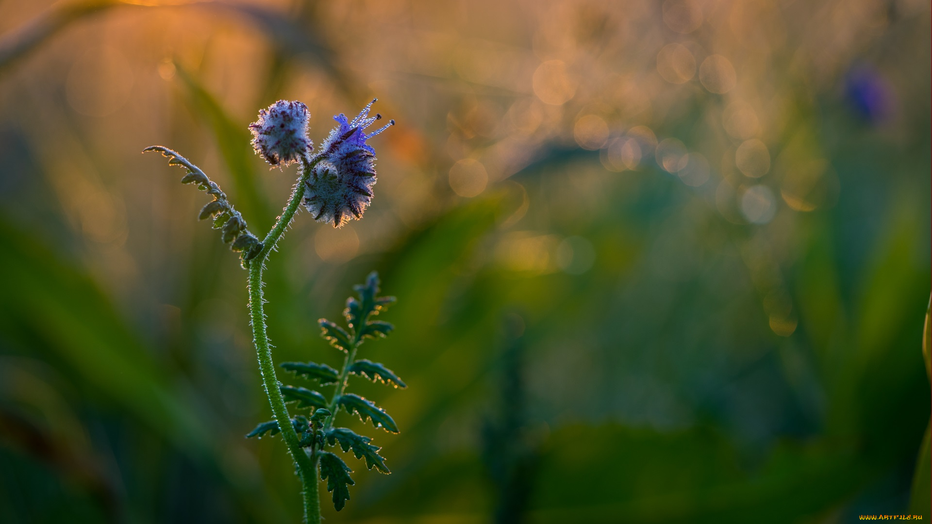 цветы, луговые, , полевые, , цветы, боке, роса, луг, фон, травинка, утро