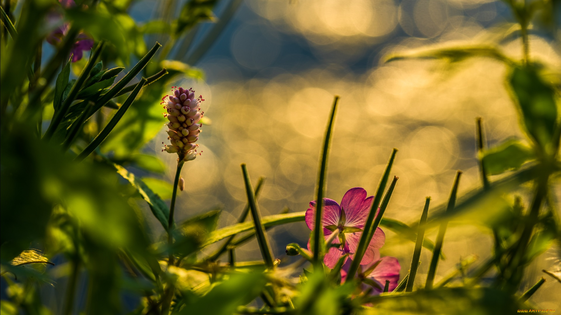 цветы, луговые, , полевые, , цветы, луг, боке, трава