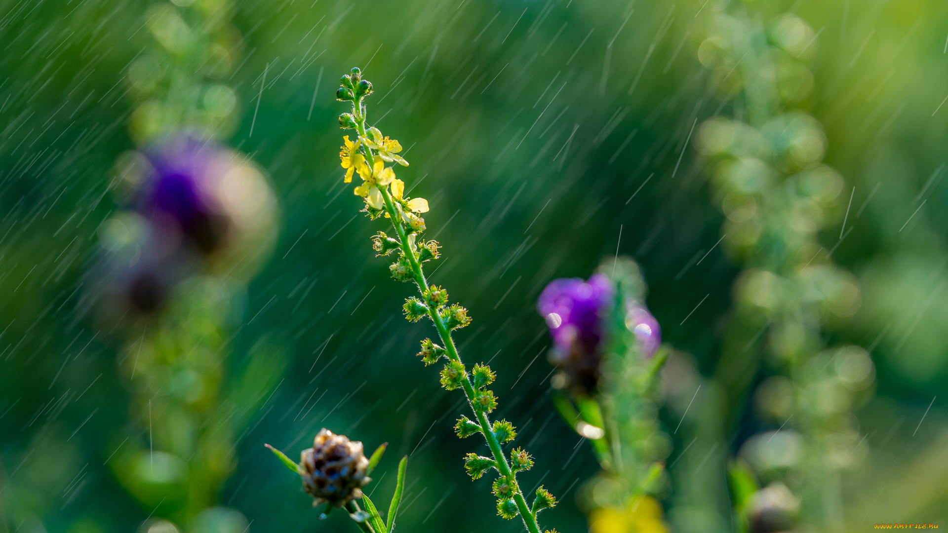 цветы, луговые, , полевые, , цветы, луг, дождь, трава