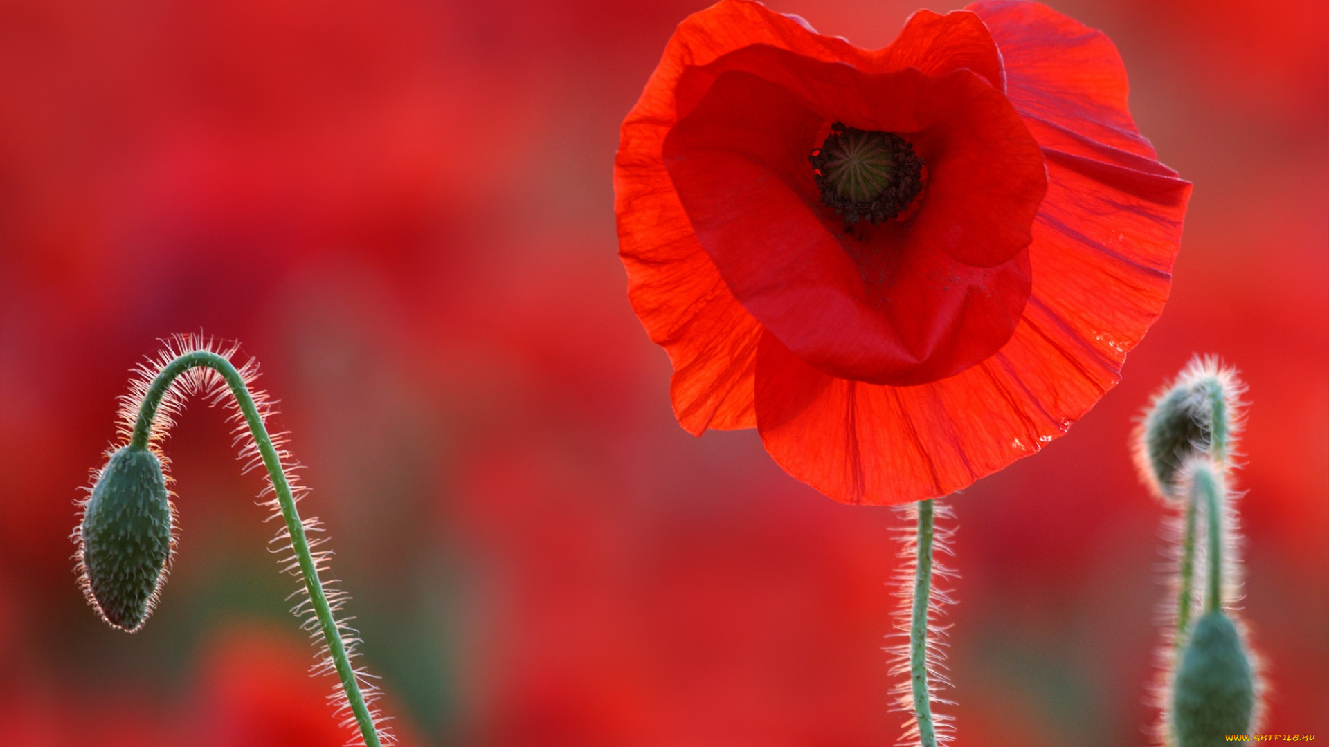 цветы, маки, макро, лепестки, мак