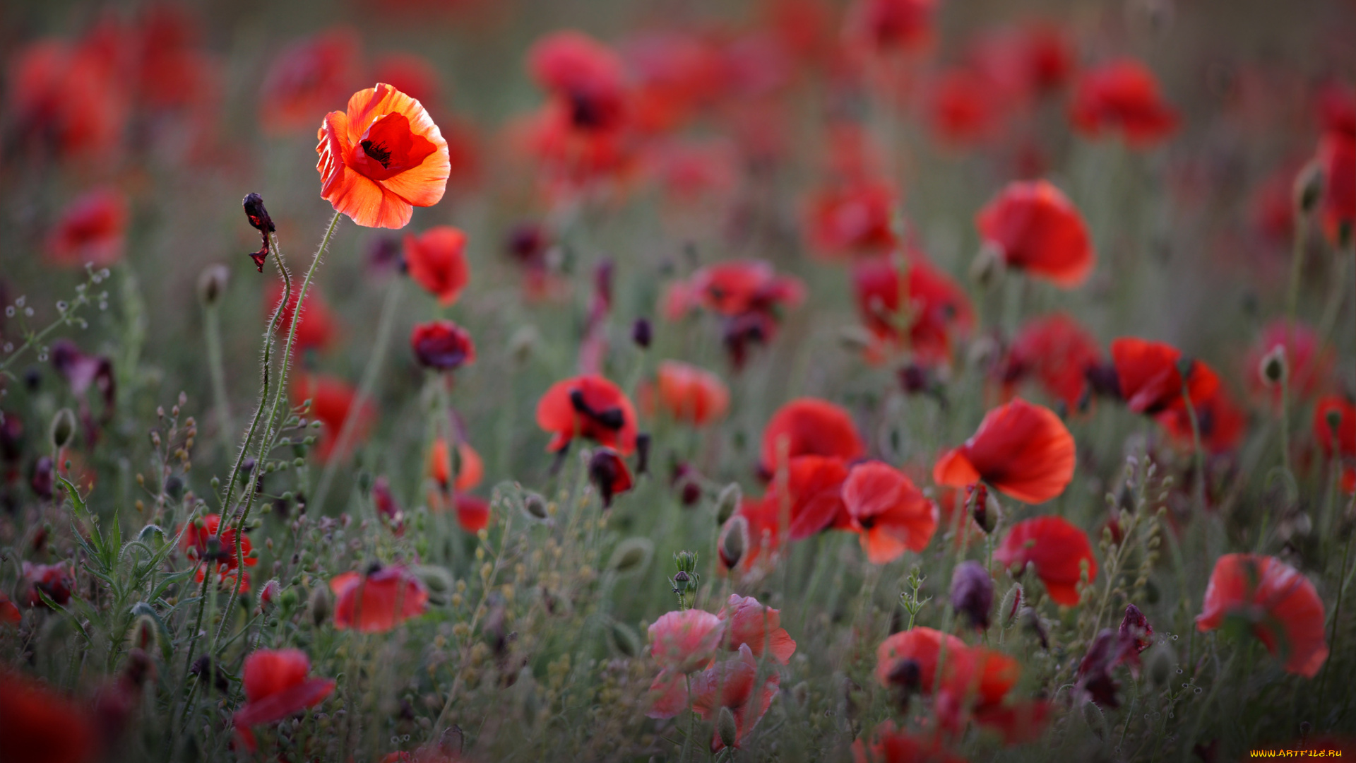 цветы, маки, поле