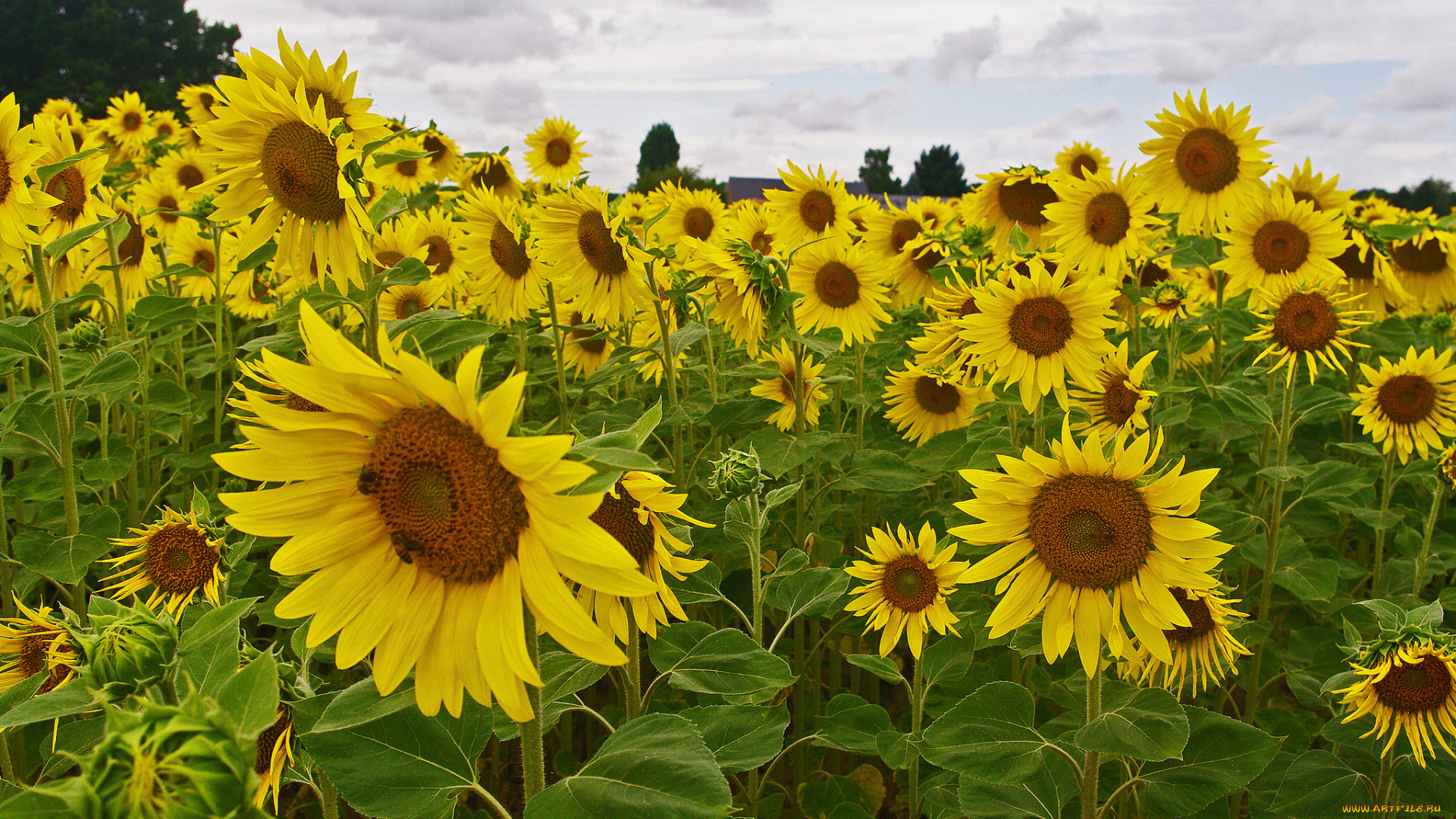 цветы, подсолнухи, деревья, поле, лепестки, небо, подсолнух
