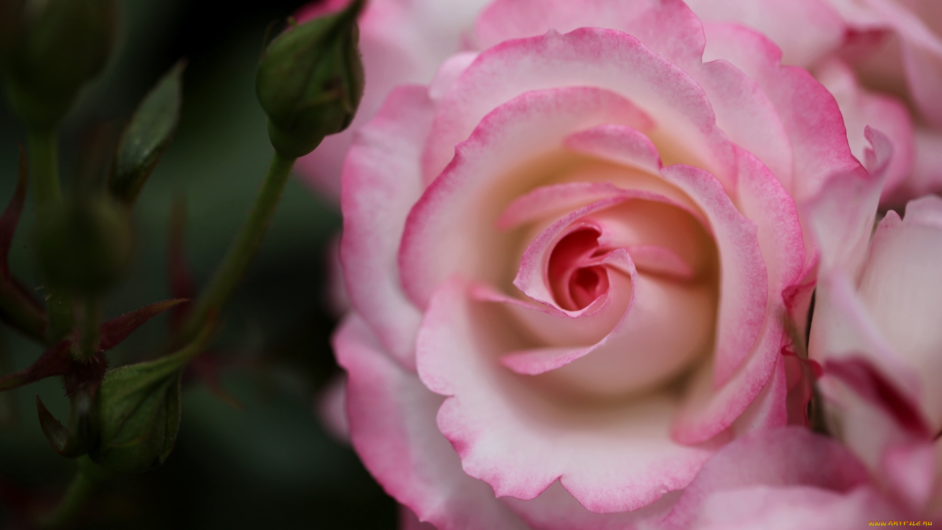 цветы, розы, макро, роза, розовый, бутон