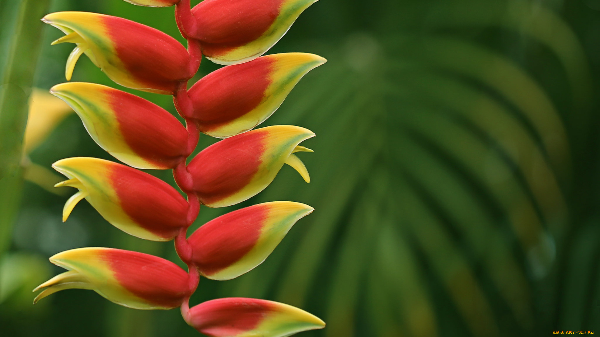 цветы, тропики, красно-жёлтые, фон