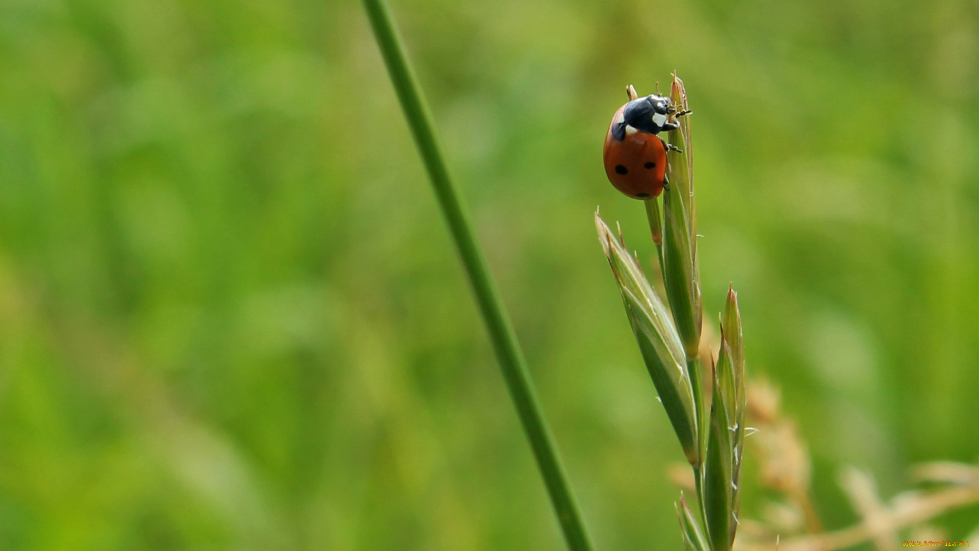 животные, божьи, коровки, колос, стебель, трава, божья, коровка