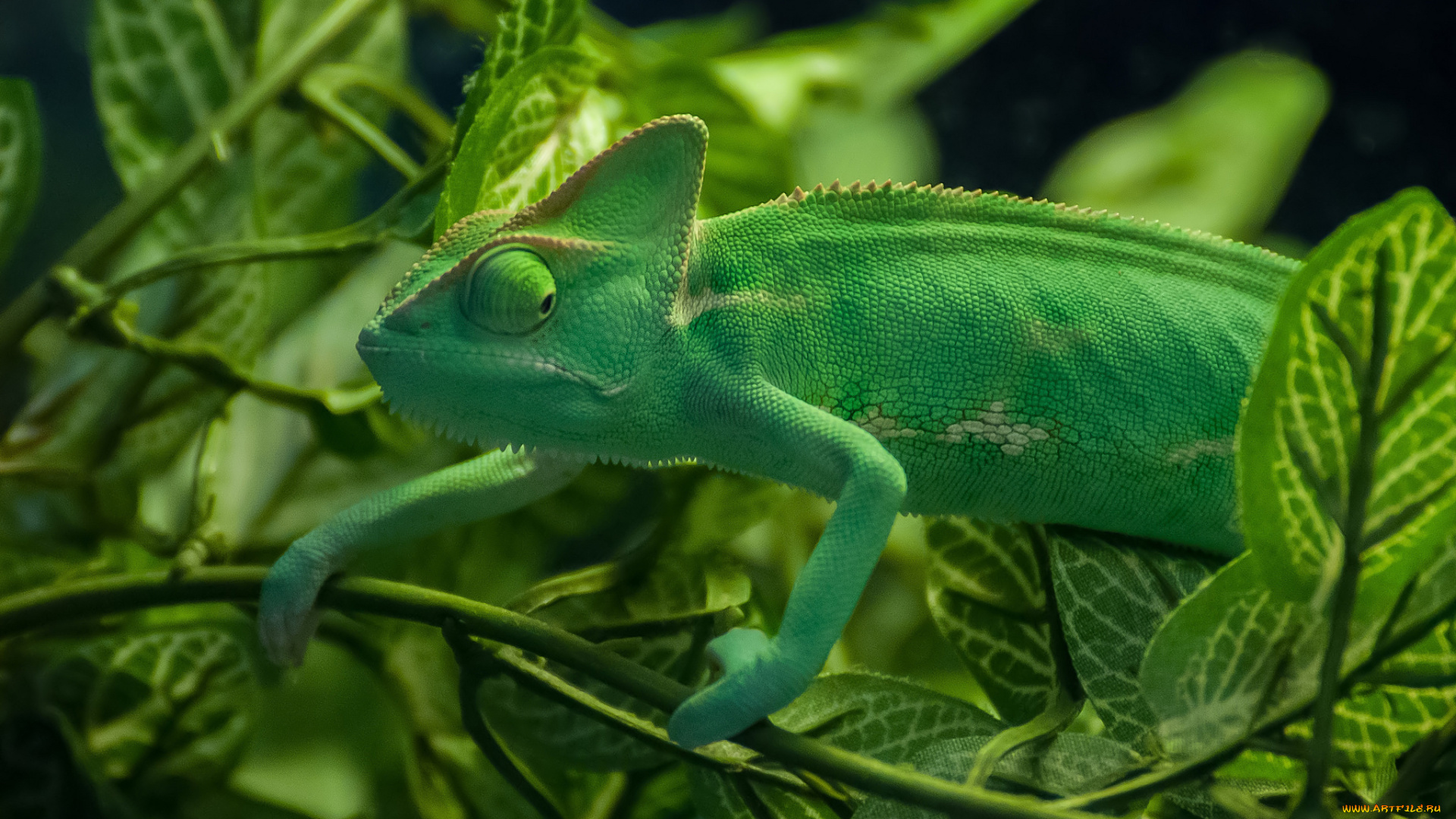 животные, хамелеоны, листья, зелень, хамелеон, ветки, ящерица