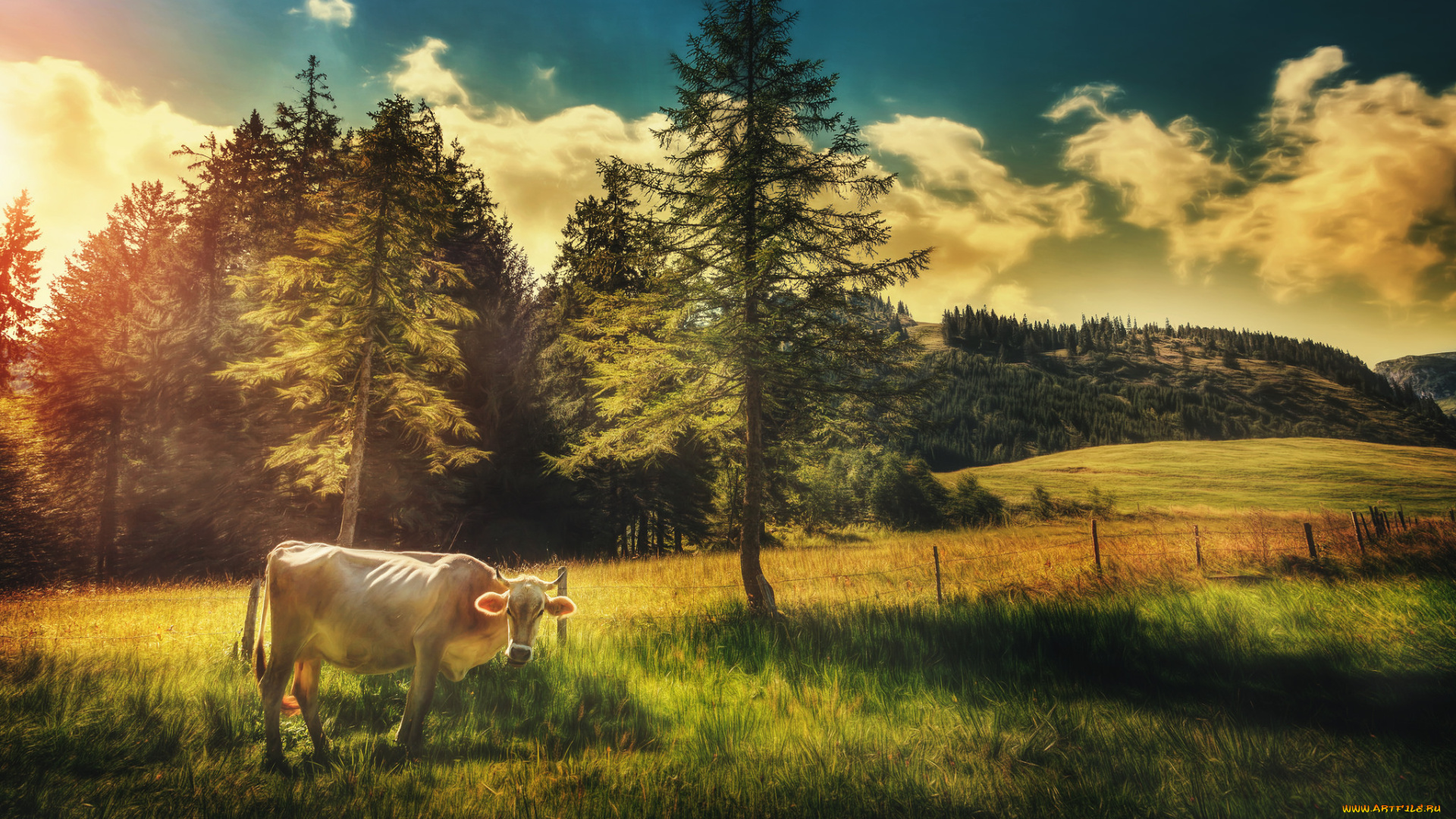 животные, коровы, , буйволы, луг, корова, деревья