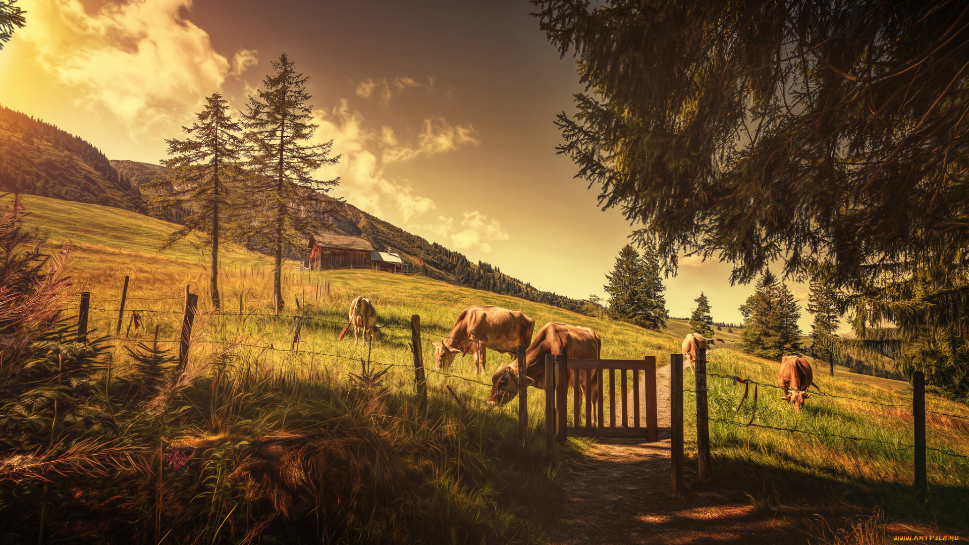 животные, коровы, , буйволы, природа