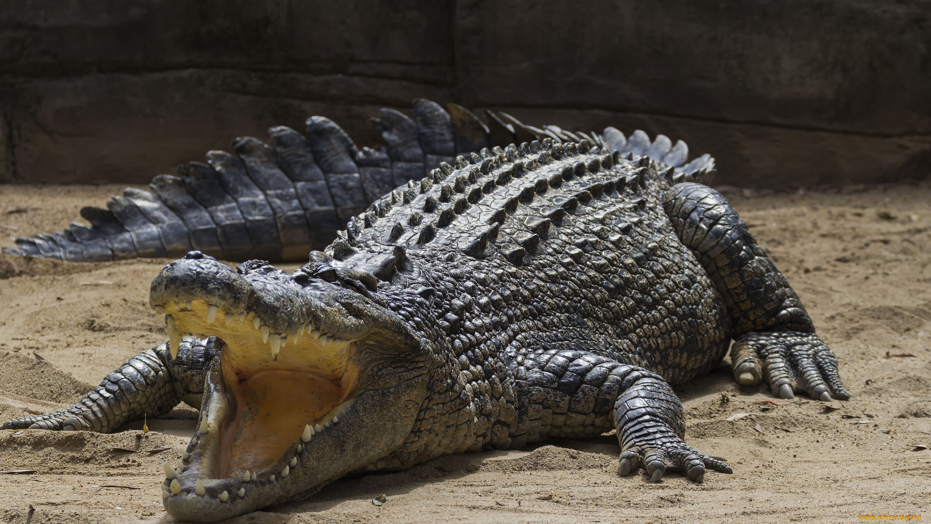 животные, крокодилы, крокодил