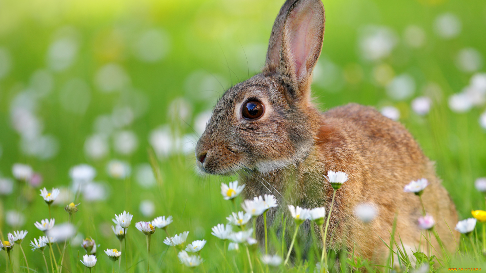 животные, кролики, , зайцы, луг, заяц, цветы