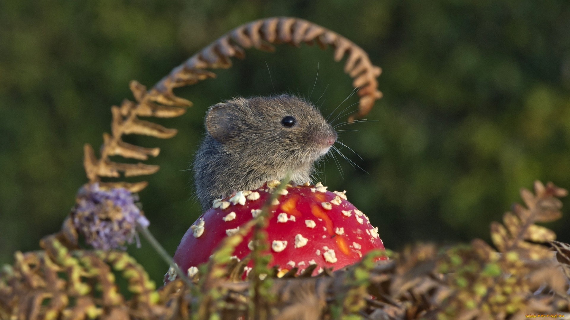 животные, крысы, , мыши, гриб, мышонок, мышь, мухомор