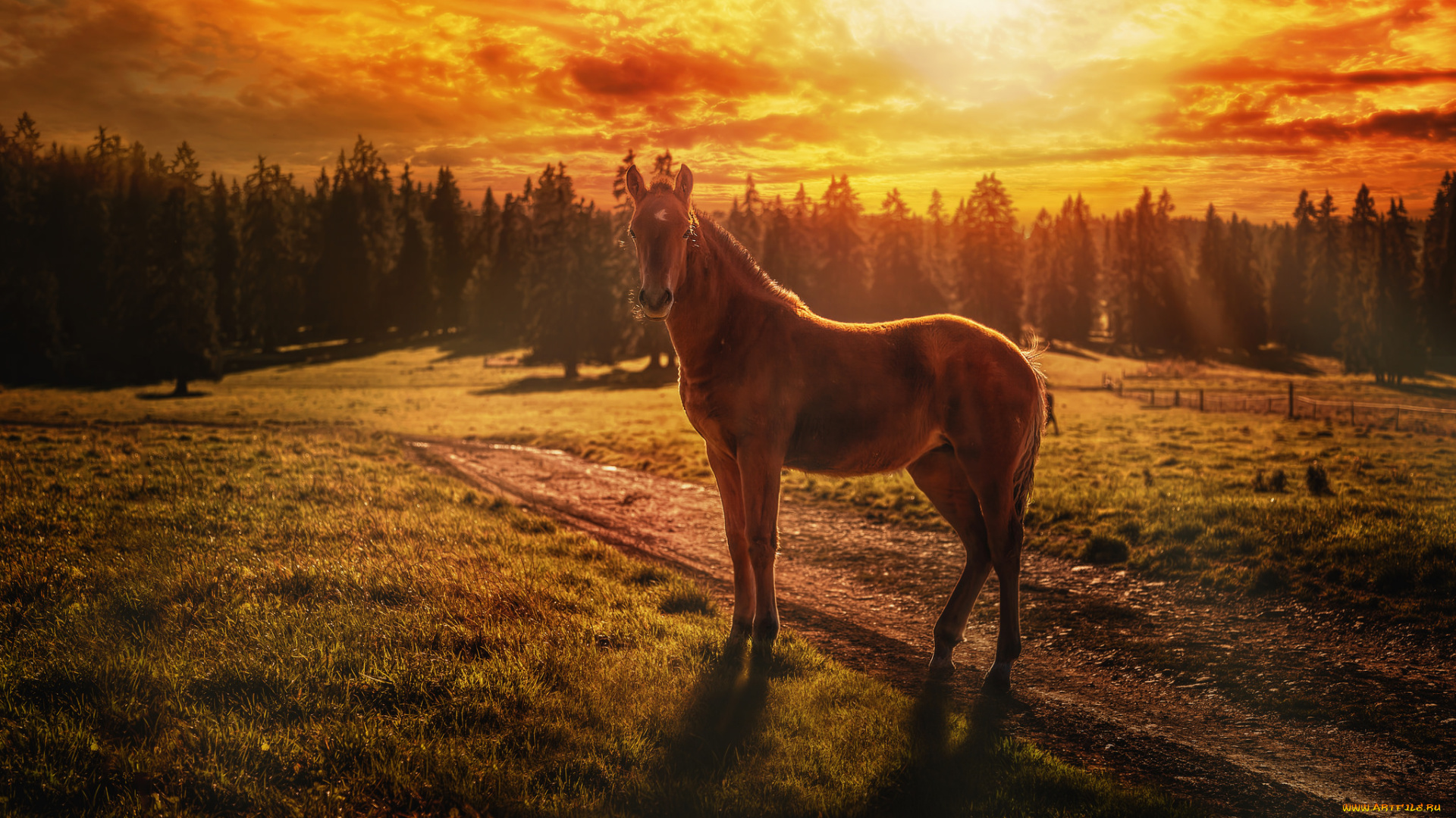животные, лошади, лошадь, конь, пейзаж, природа, закат