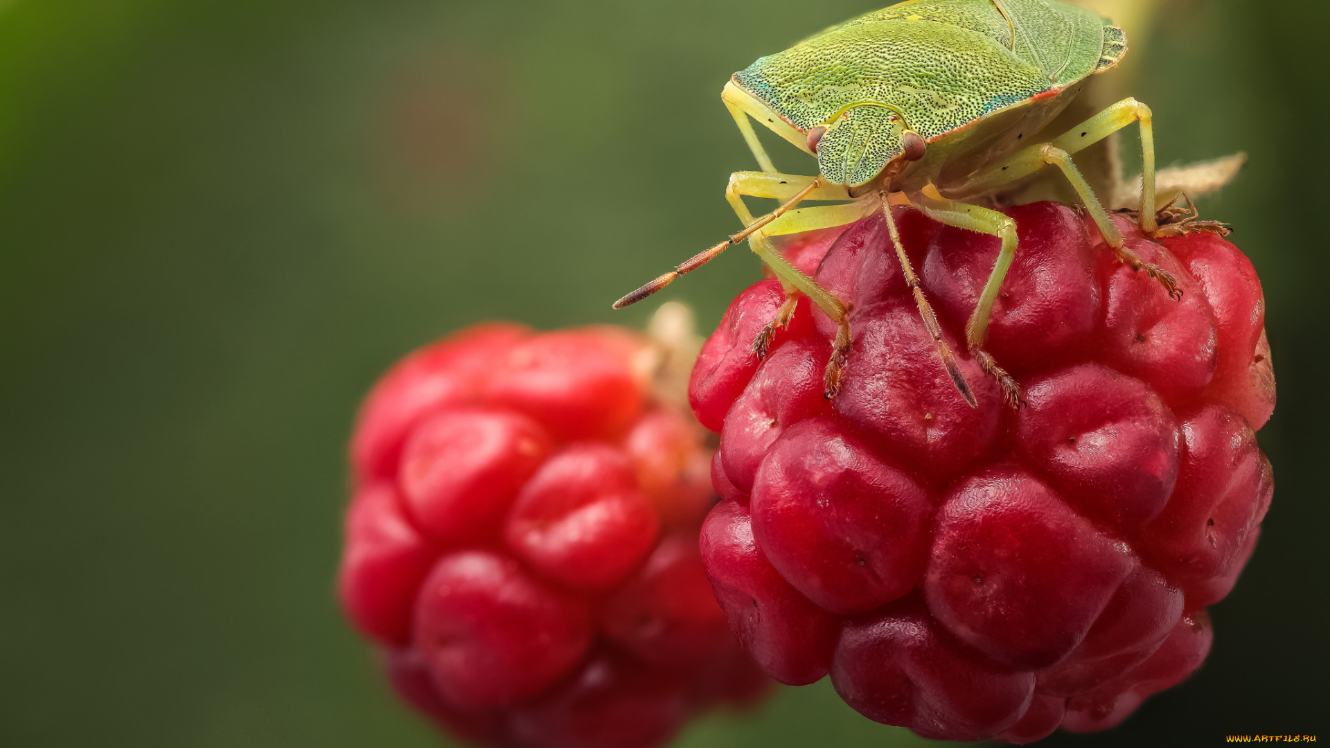 животные, насекомые, жук, клоп, малина, фон, макро