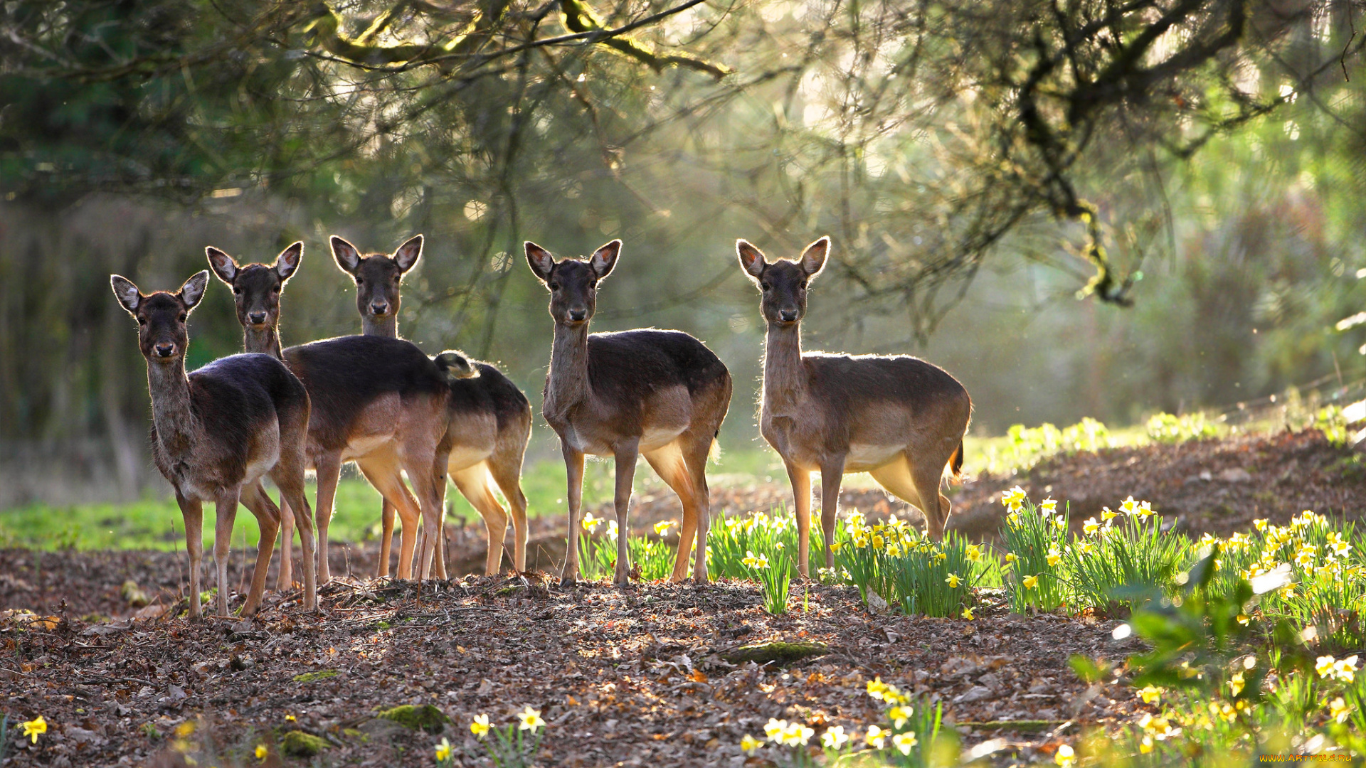 животные, олени, оленята