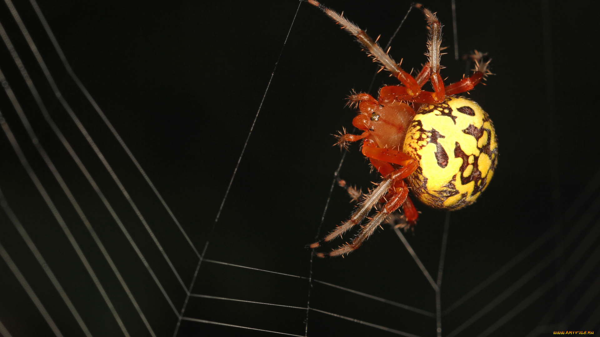 животные, пауки, макро, паук, ночь, паутина