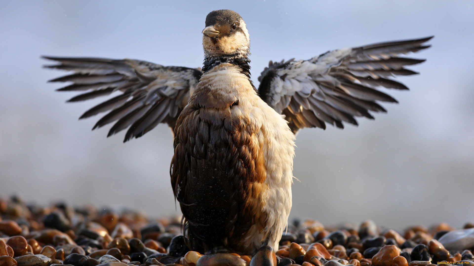 животные, птицы, птица