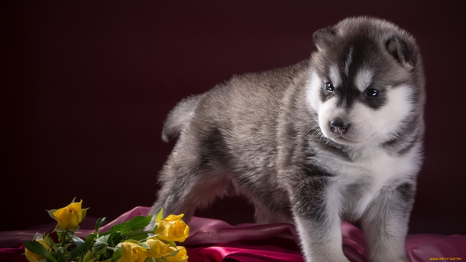 животные, собаки, хаски, розы, щенок