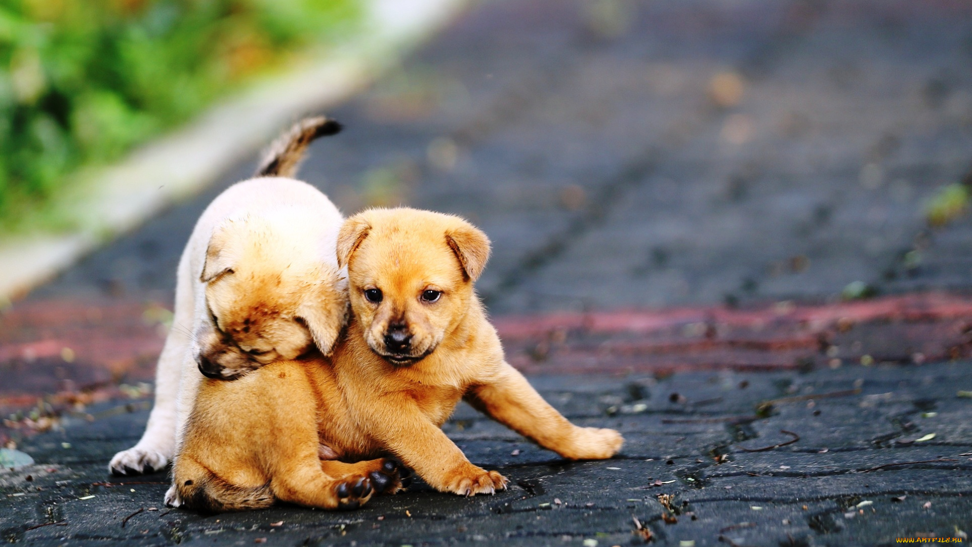 животные, собаки, игра, щенки, плитка