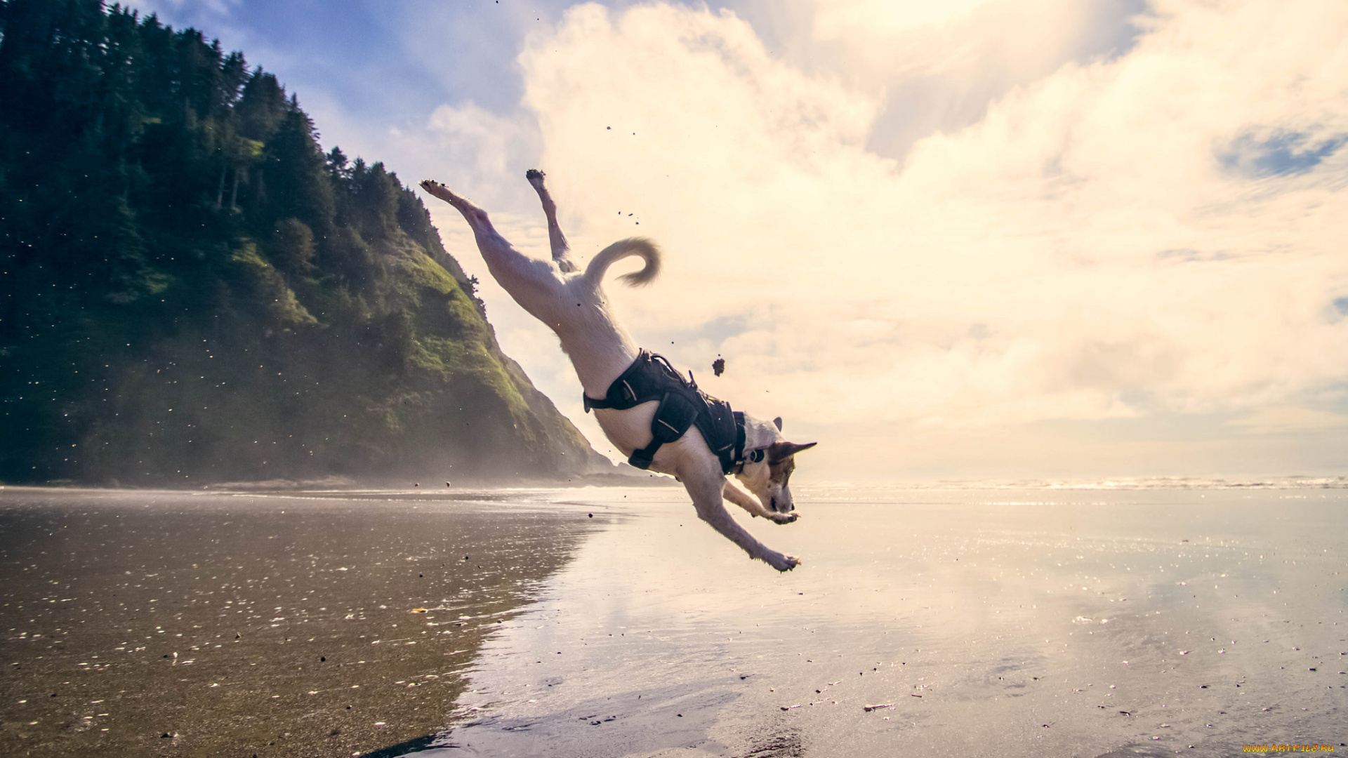 животные, собаки, море, прыжок, собака, вода