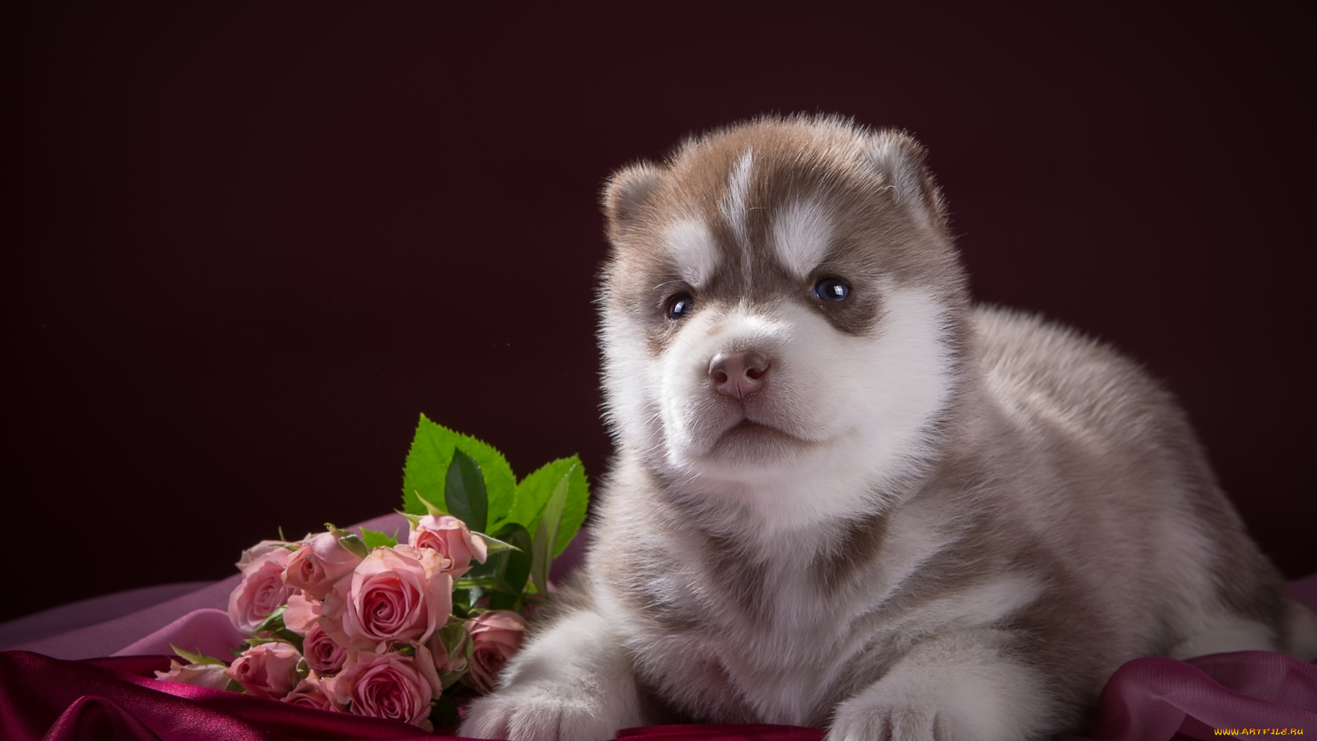 животные, собаки, розы, щенок, порода, хаски, ткань