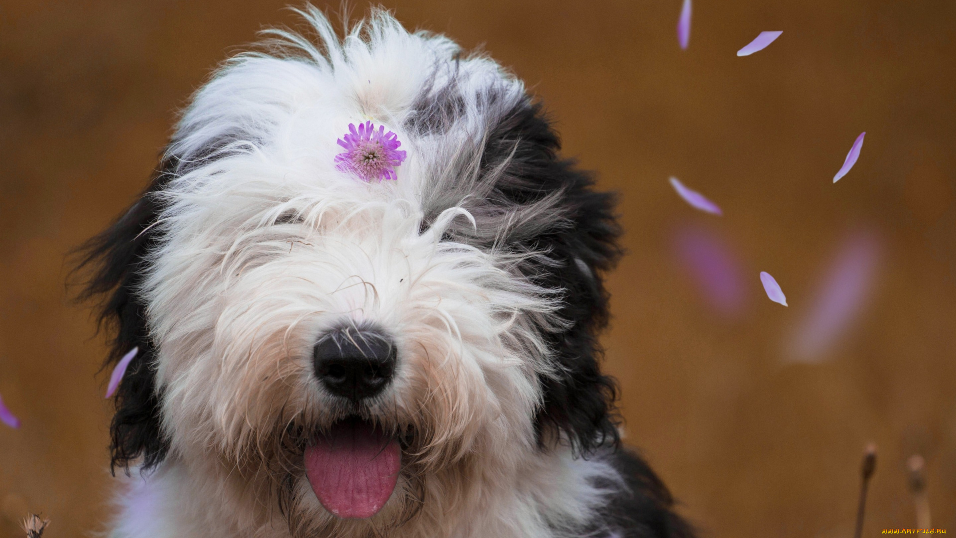 животные, собаки, собака, староанглийская, овчарка, бобтейл, лепестки, цветочек, морда