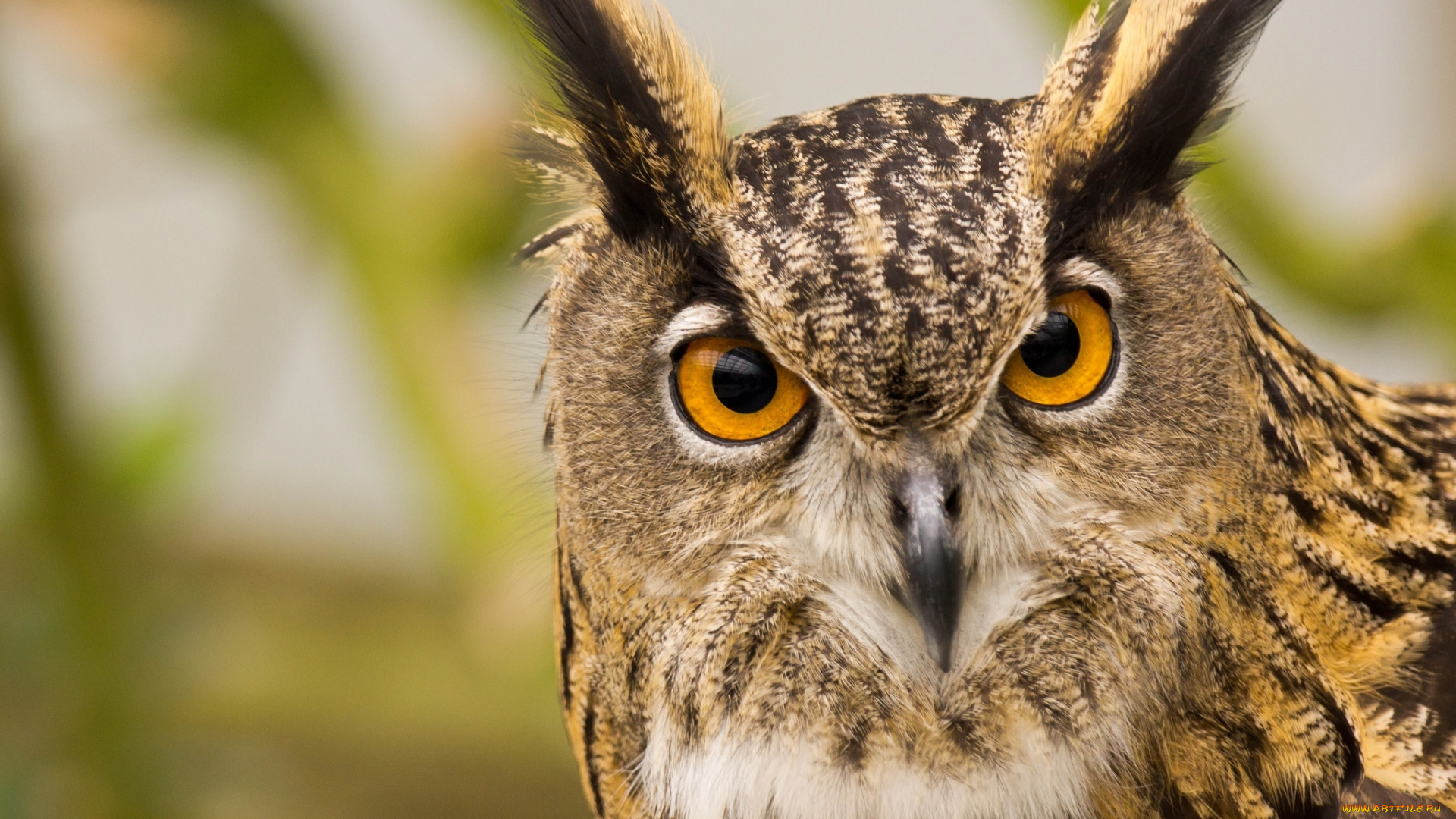 животные, совы, сова, птица, хищник, взгляд
