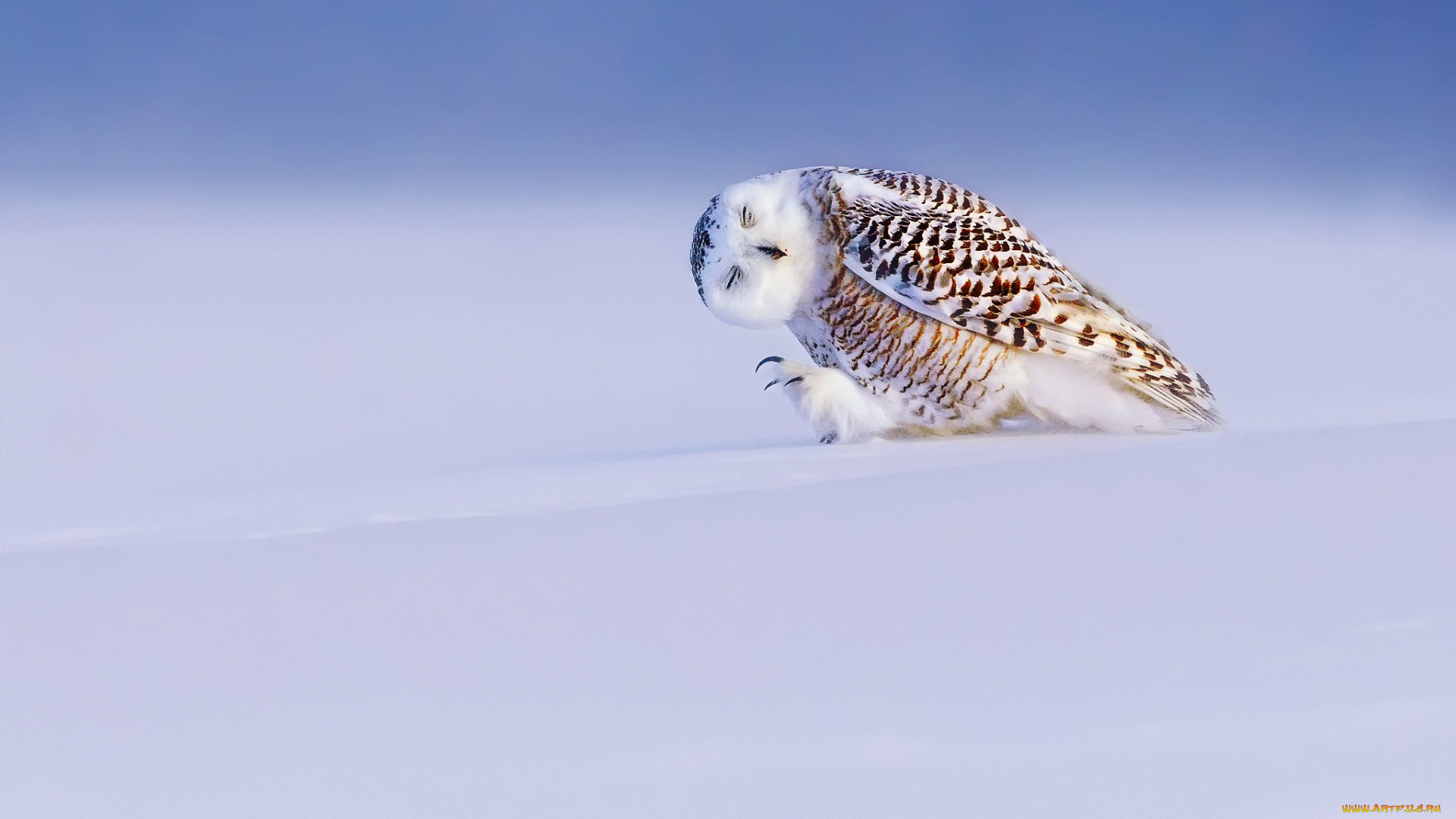 животные, совы, зима, полярная, сова, белая, свет, снег, птица