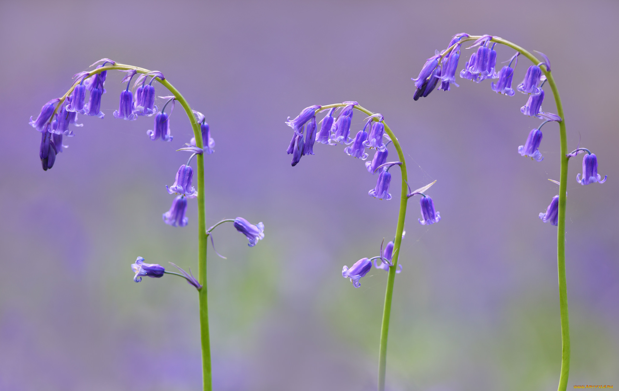 цветы, колокольчики, фон