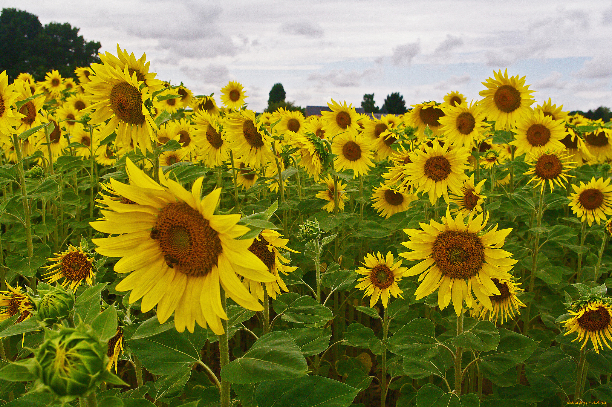цветы, подсолнухи, деревья, поле, лепестки, небо, подсолнух