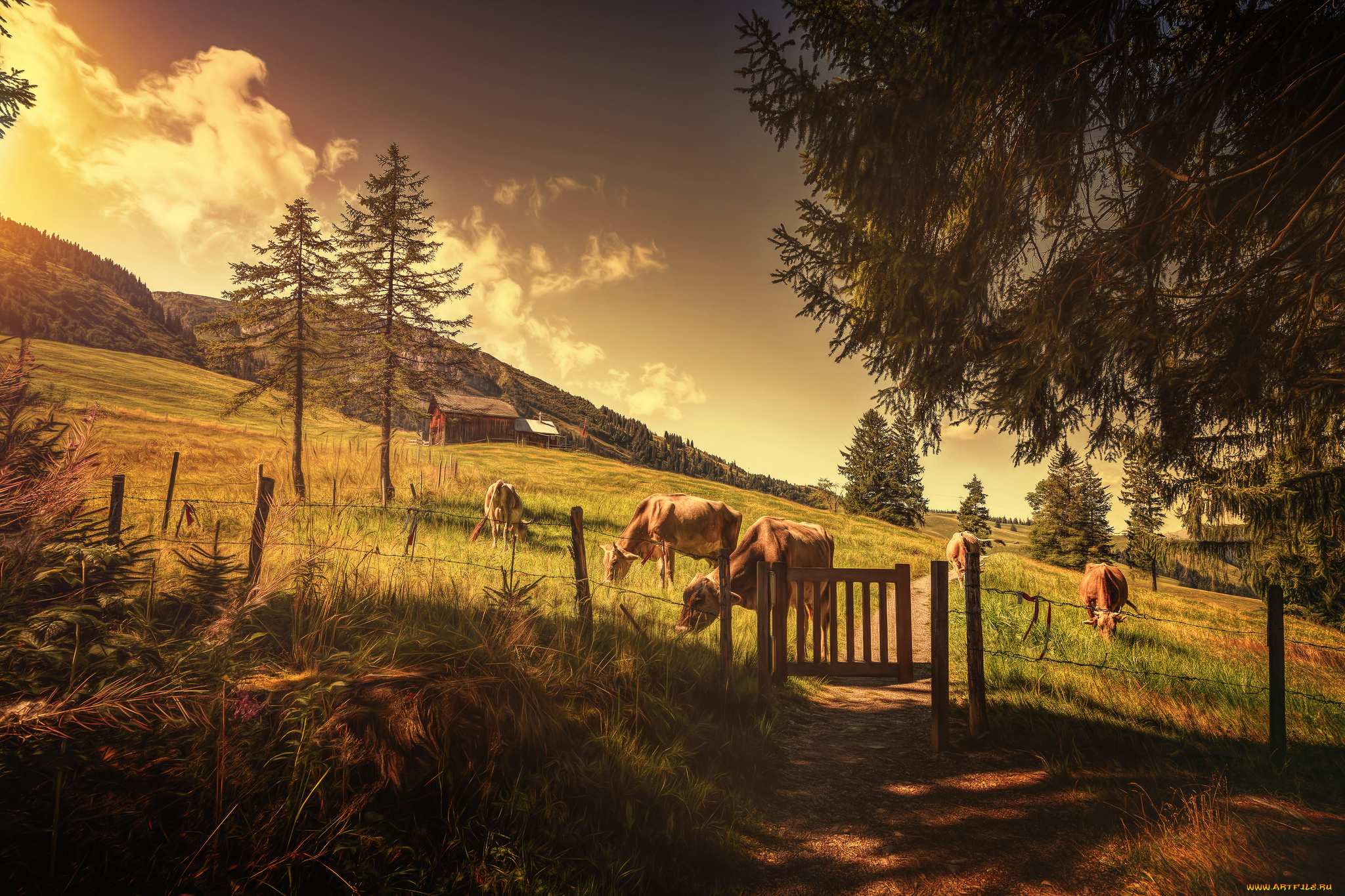 животные, коровы, , буйволы, природа