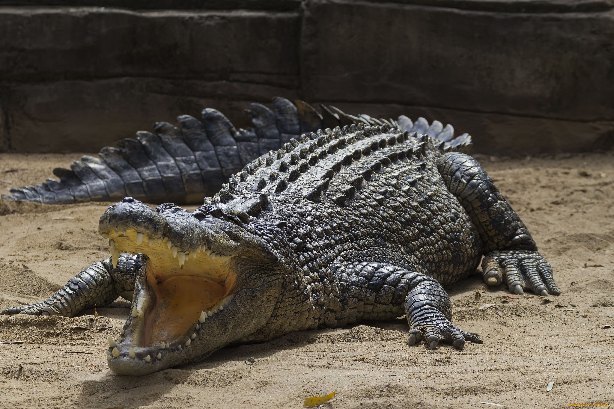 животные, крокодилы, крокодил