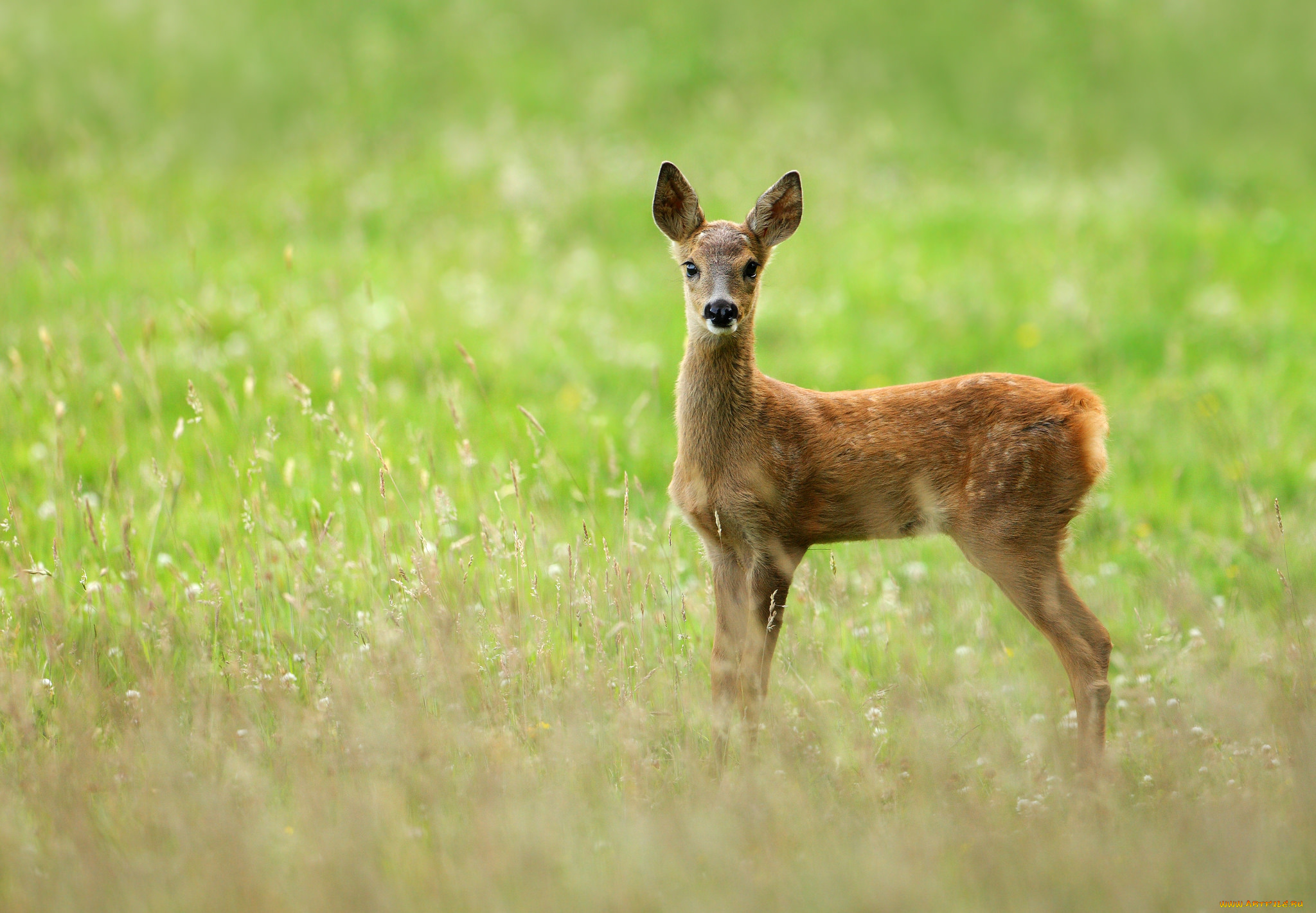 животные, олени, луг, олениха