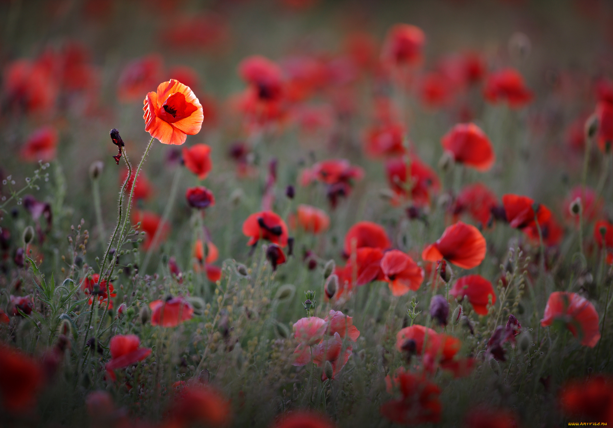 цветы, маки, поле