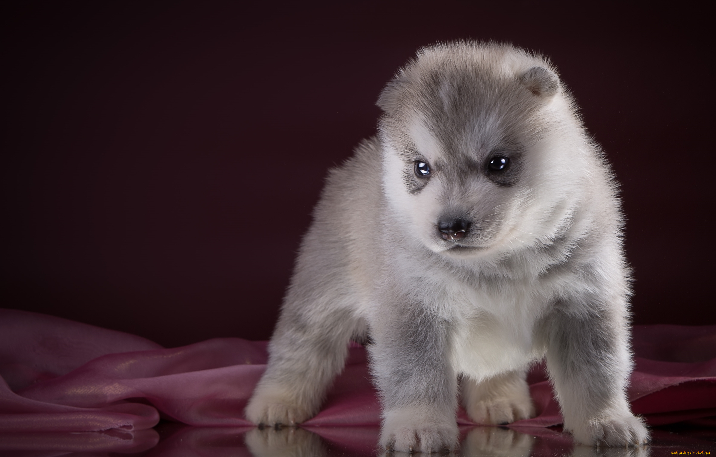 животные, собаки, порода, хаски, щенок