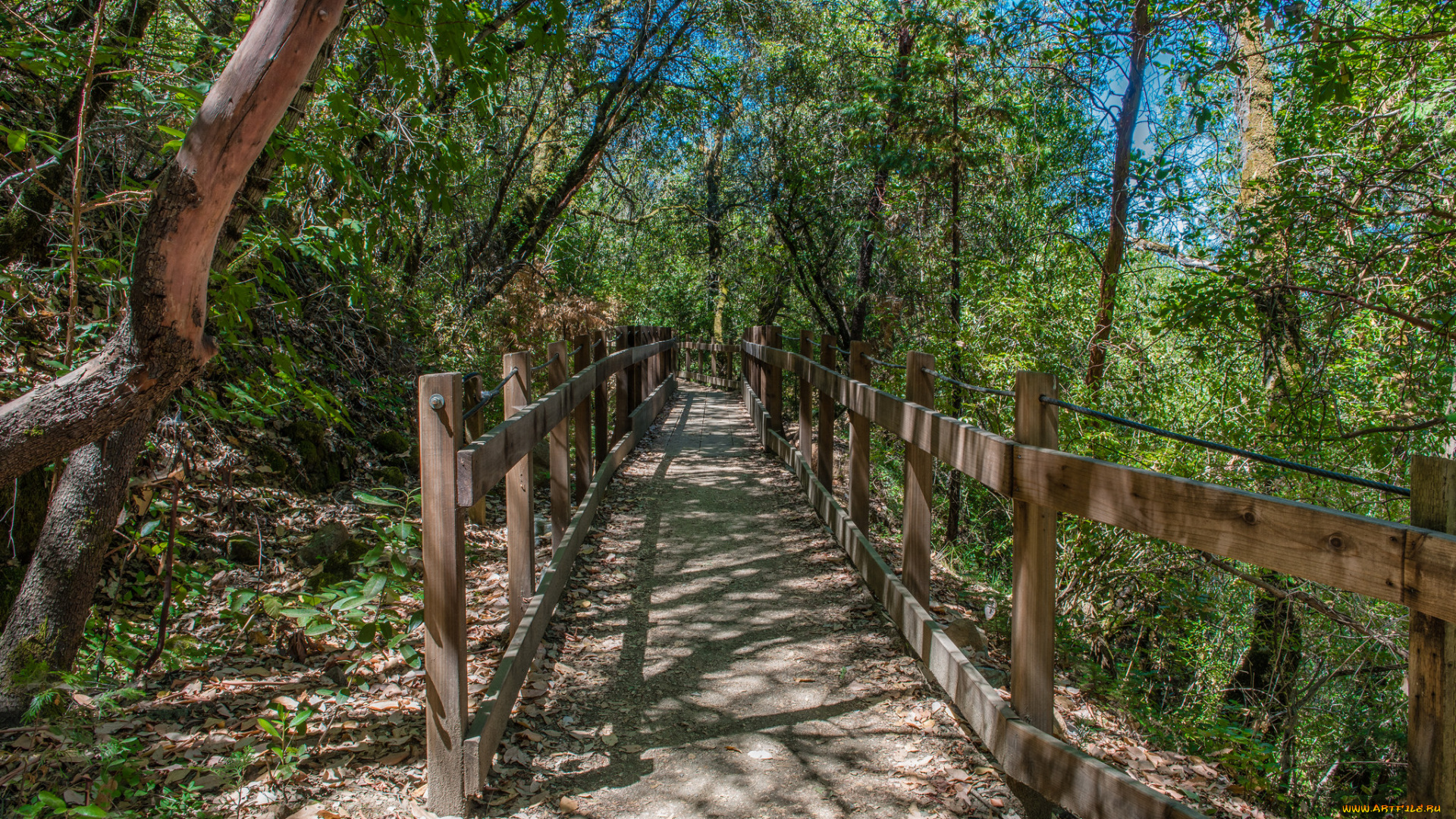 природа, дороги, мост