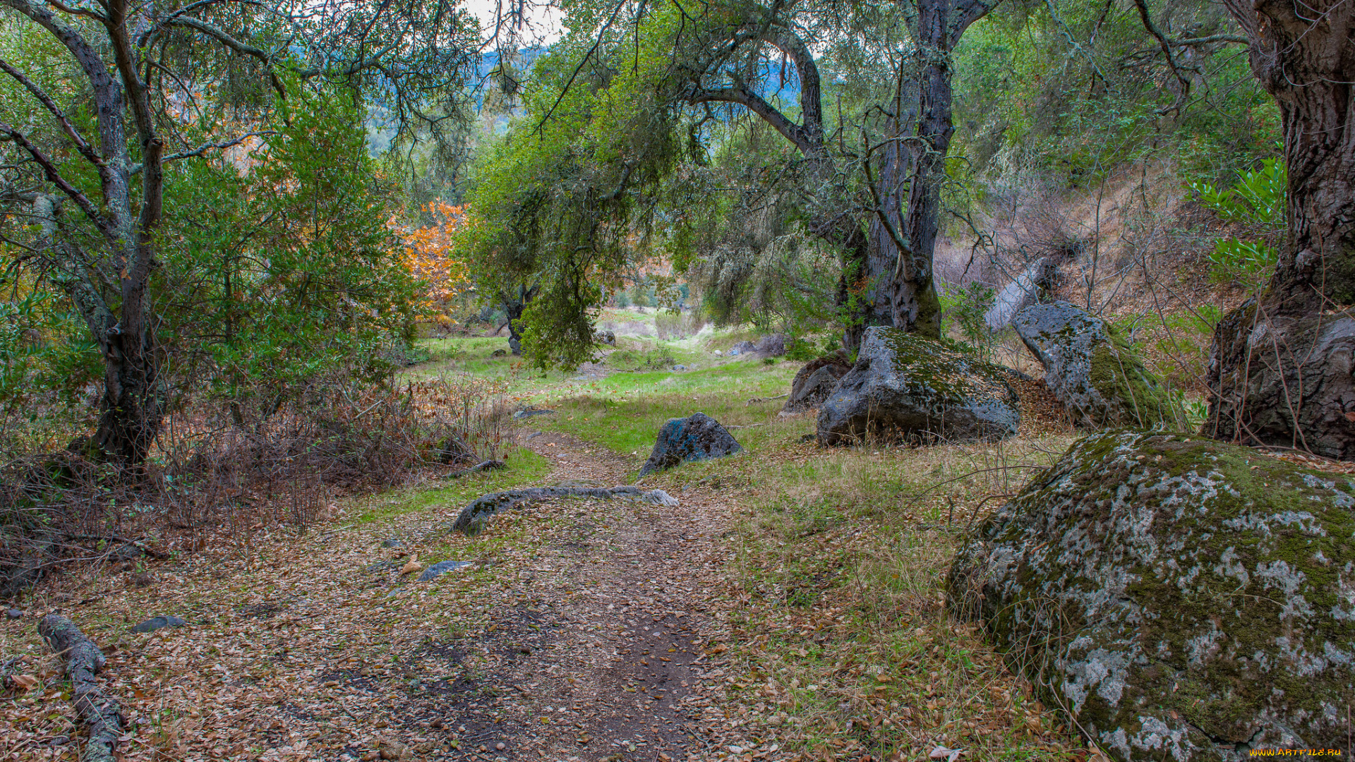 природа, дороги, тропинка