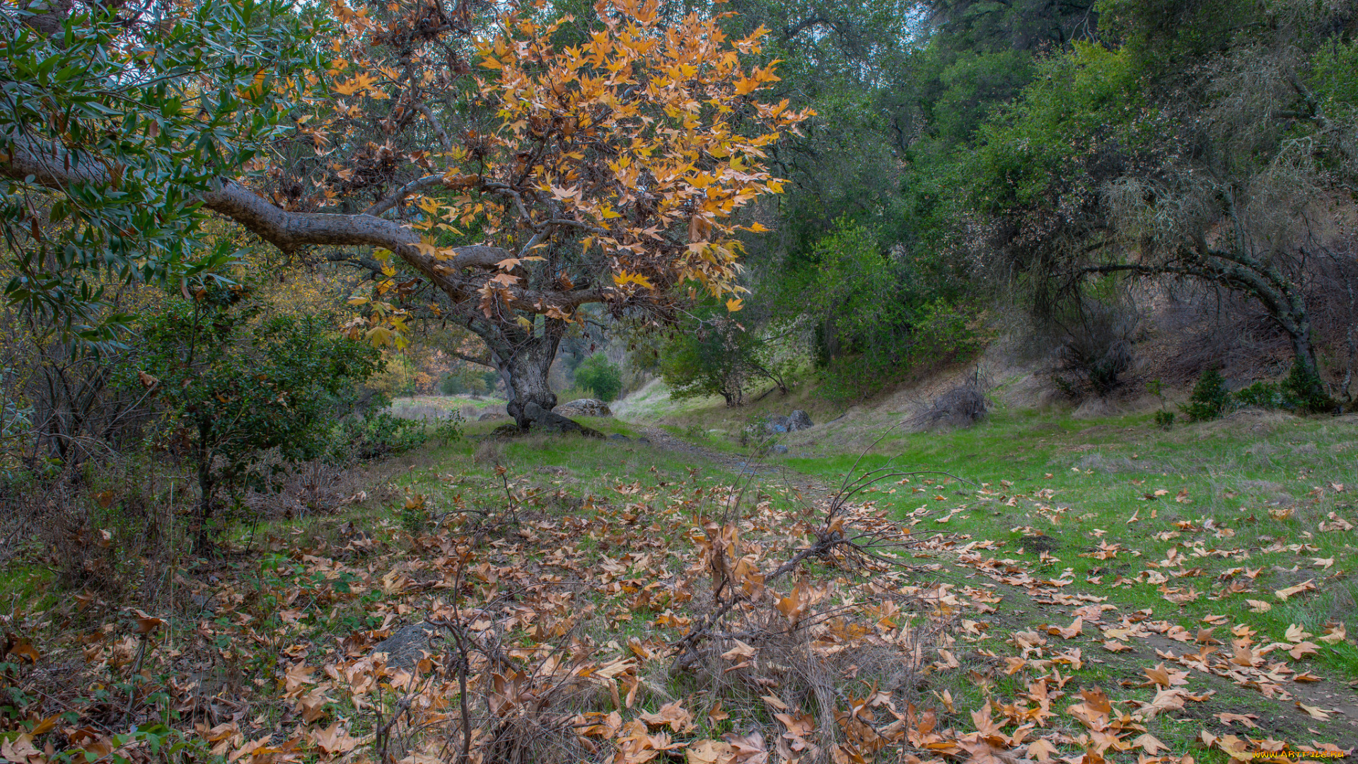 природа, лес, деревья