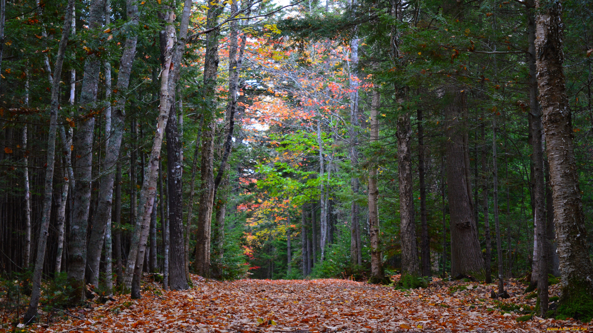 природа, лес, деревья