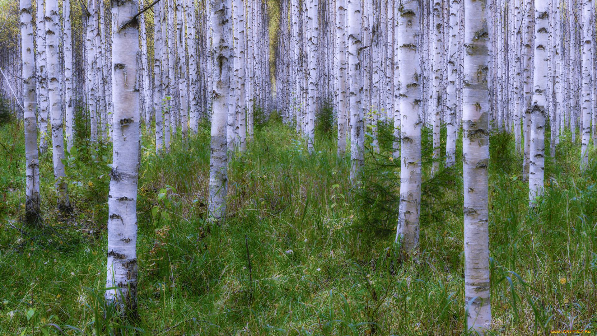 природа, лес, деревья