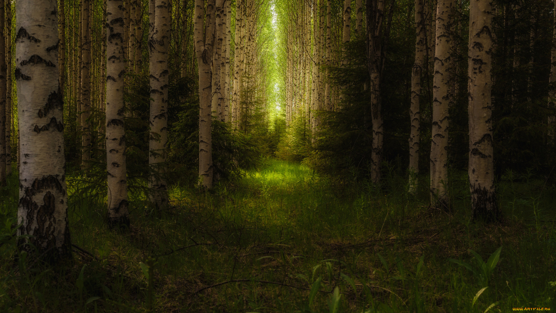 природа, лес, деревья